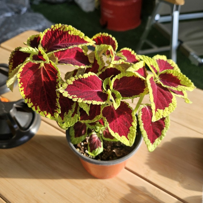 콜레우스 키우기 희귀무늬 코리우스 모종 소품 거실인테리어 식물, 콜레우스 소품(10cm), 1개