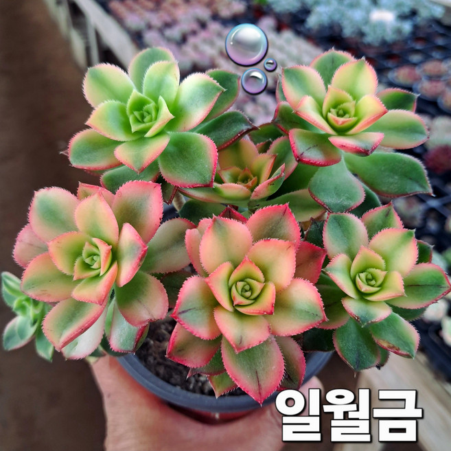 다육이 총집합 골라담기 다육식물 다육이, 42 [황금 레티지아]중품 예쁜다육이식물