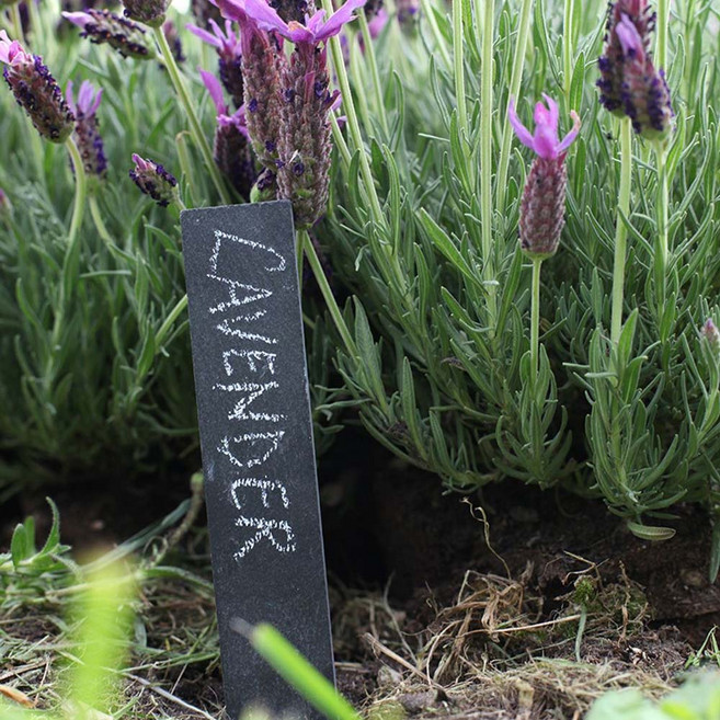 슬레이트 플랜트 네임픽 6개들이 세트, 1세트, 1개