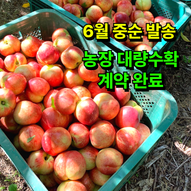 [농장직계약 달콜달달]신비복숭아 프리미엄 고당도 대극천 반납작 복숭아 백도 천도, 1박스, 신비복숭아 2kg 로얄과(13-20과)