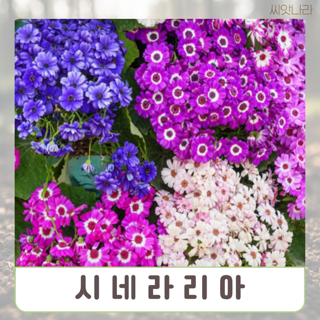 시네라리아 혼합색 씨앗 10립 나라 야생화 꽃씨 희귀 pur+2961Nb