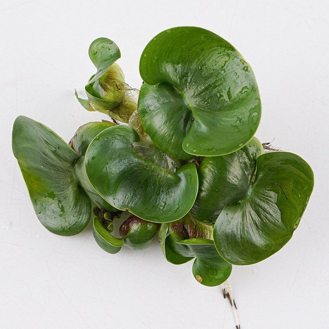 갑조네 부레옥잠, 3개