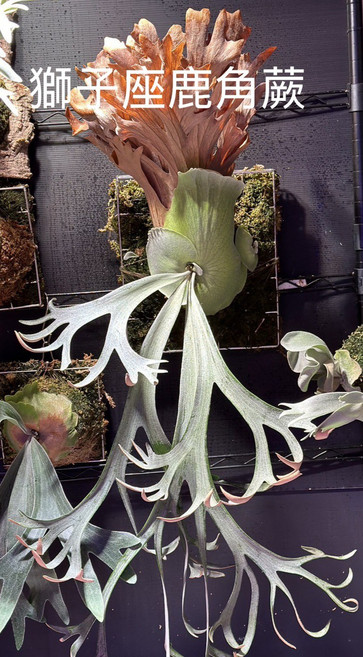 獅子座鹿角蕨盆栽 室內植物盆栽 淨化空氣美化居家環境, 綠色, 1個