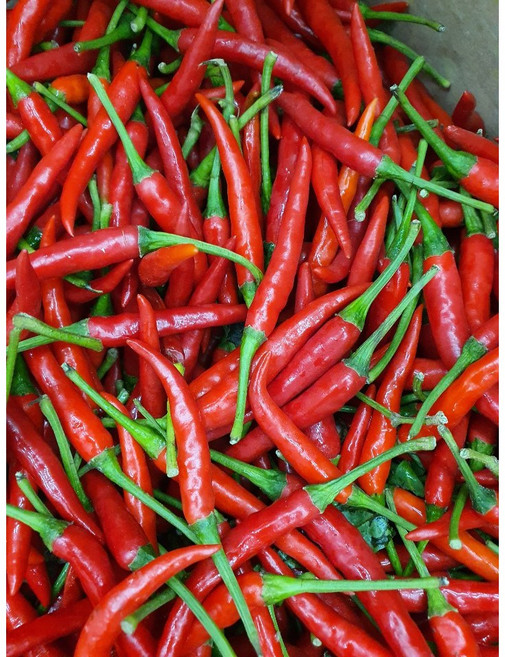 [신중국식품]생베트남고추 프릭키누. 싱싱땡고추. 쥐똥고추.하늘고추, 200g, 1개