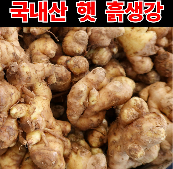 [국내산] 햇 흙생강 특상품 하루특가, 1박스, 하루특가_특품 흙생강_1kg