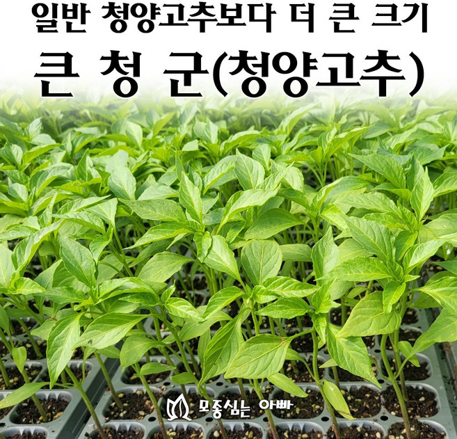 [모종심는아빠] 청양고추의 개량종 큰청군 청양고추 모종, 모종36개, 1개