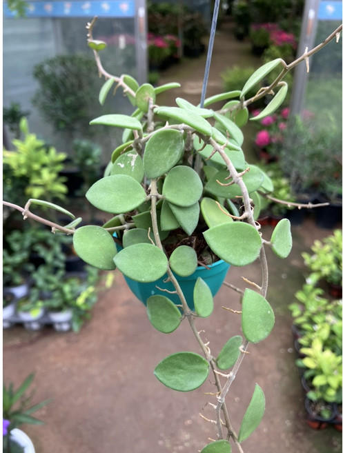 박씨농원 호야 말리, 1개