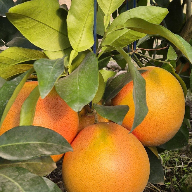 [제니네 제철과일] 제주 자몽 혼합과 산지직송, 1개, 제주 자몽 5KG 혼합과