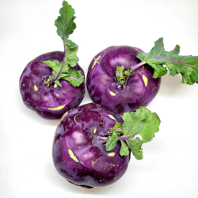 [하루30박스한정] 바당과밭 제주 햇 콜라비 산지직송 고당도 콜라비, 10kg, 1박스