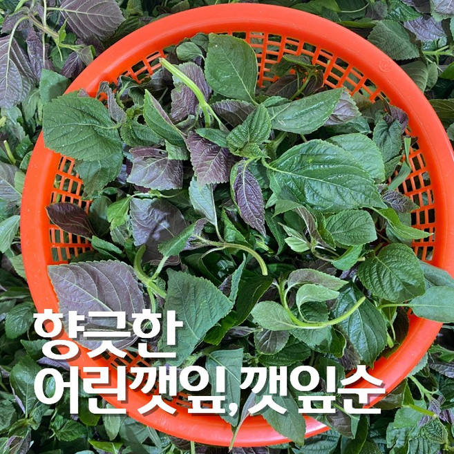 향이가득 어린 깻잎순 500g, 1개