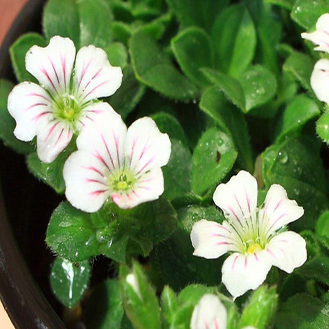 이끼용담 (노지월동 가능하며 풀향기가 좋은아이입니다) #러브플라워 야생화, 1개