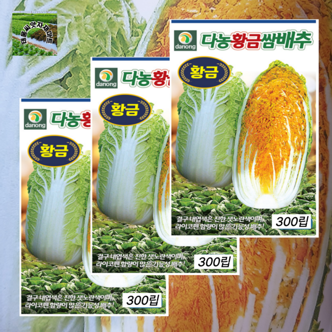 황금 쌈배추씨앗 300립 3개 내엽색이 진한 샛노란색 라이코펜 함량 많은 쌈배추, 1개