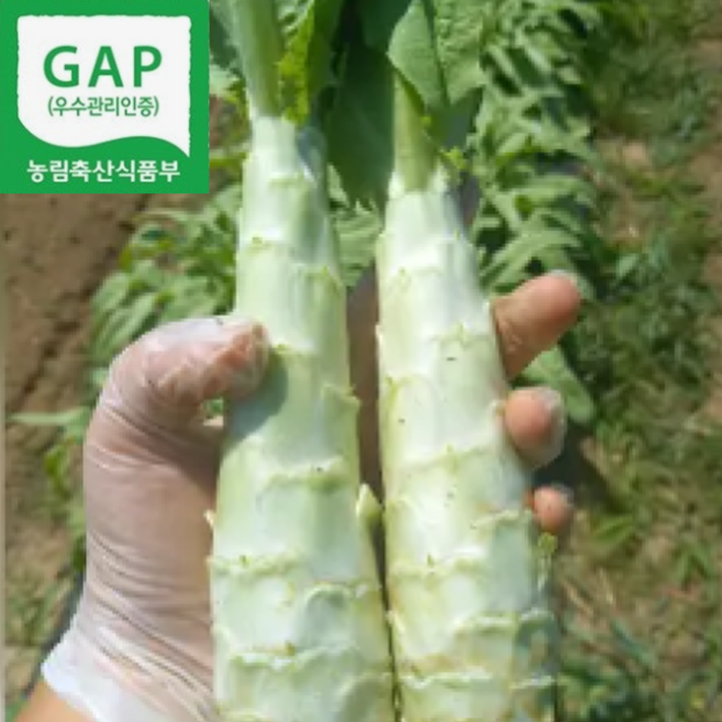 [GAP인증] 산지직송 줄기상추 국내산 생궁채, 1개, 1kg
