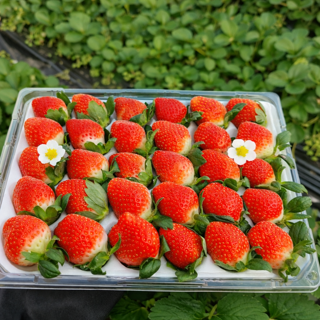 [김제 산지직송] 달곰이 설향딸기 750g, 1개, 750g(35구)