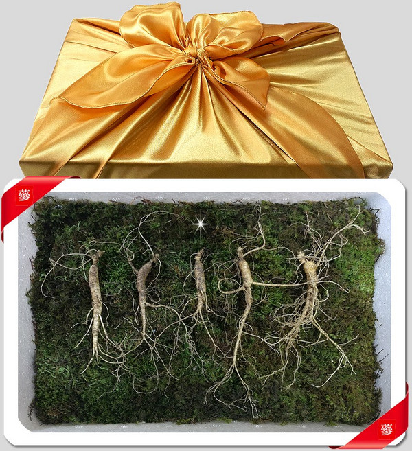 삼바이 산양산삼 7년근 선물세트 산삼 산양삼 장뇌삼 인삼 면역력 기력보강 설날 추석 설선물 설명절 추석선물 추석명절 명절선물, 5개