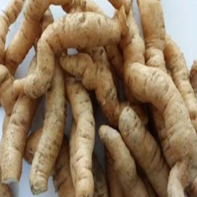 생지황(생물) 600g 금산 gu002, 1개