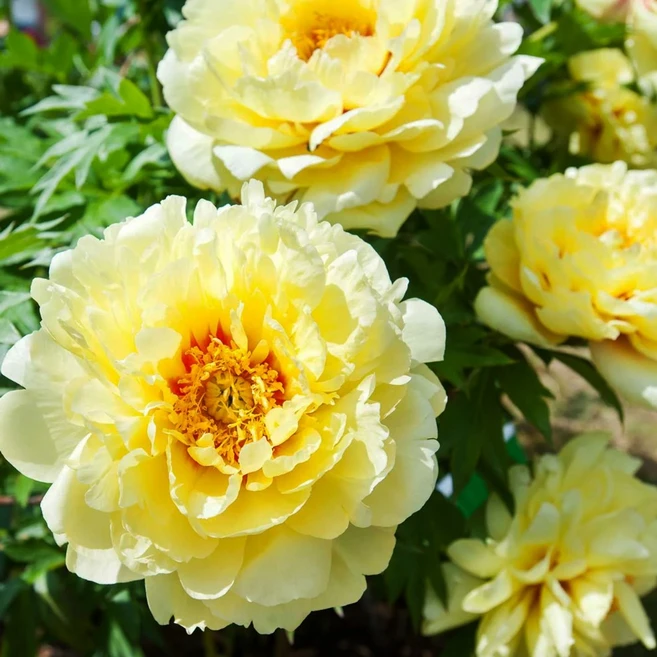 [Qgarden]고급종 작약 숙근 바트젤라 옐로우 꽃 구근 다년초 노지월동 겹작약, 1개 - 쿠팡