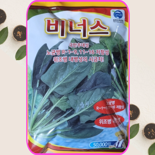비너스 시금치 씨앗 50000립 시금치종자 60평용, 1개