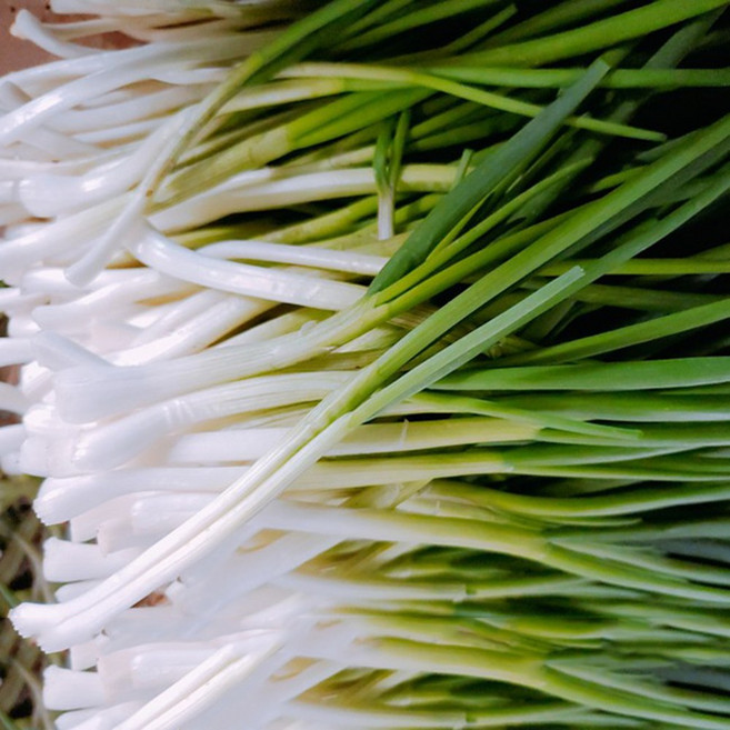 푸드헤리티지 파김치 쪽파김치, 1개, 3kg