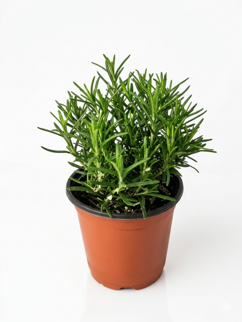 초록갈피 로즈마리 모종 향기 좋은 식용 허브 초보 홈가드닝 추천, 1개