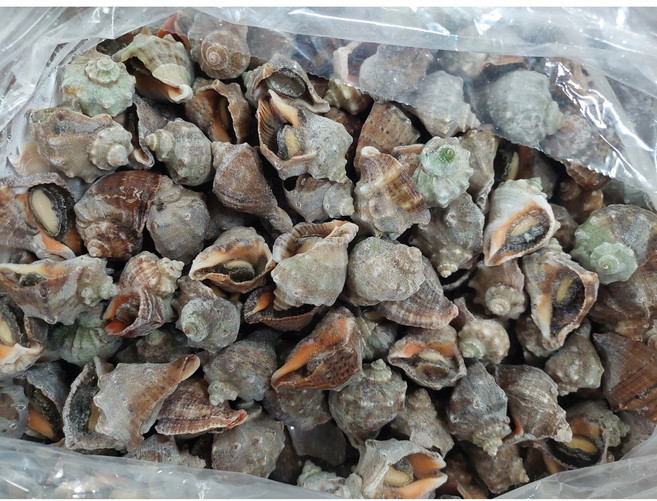 오늘은 식자재 피뿔고둥 피소라(3s) (자숙 껍질유), 1개, 10kg