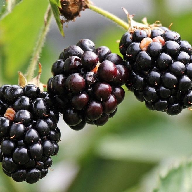 슈퍼왕 복분자 블랙베리 1년생 /복분자 2주묶음, 2개