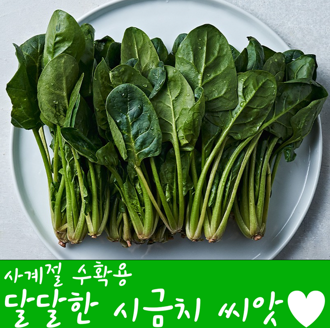 농대나온남자 사계절 시금치 씨앗 20g + 나비끈끈이트랩, 1개