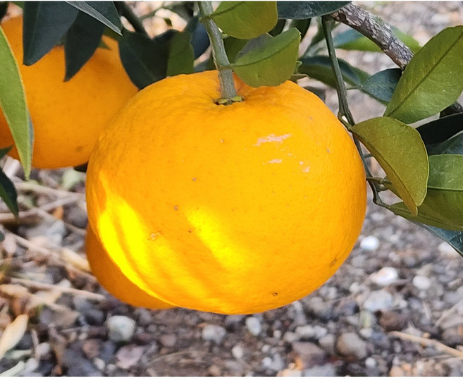 제주자연 하귤 아마나스 제주하귤 나스미깡 산지직송 제주자몽귤, 1박스, 하귤5kg(12-14과)