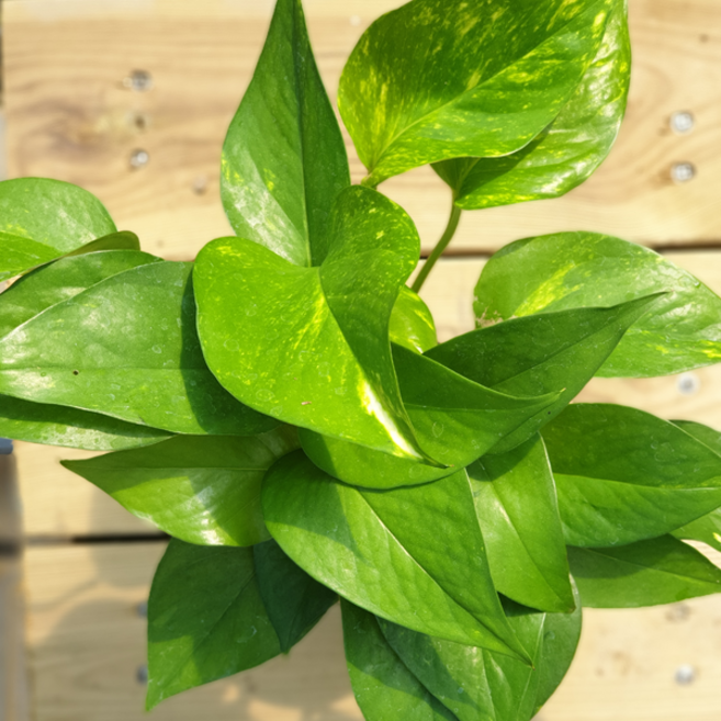 장미농원 원예 공기정화식물 인테리어 홈가드닝 플랜트 총집합 한정특가, 스킨답서스, 1개