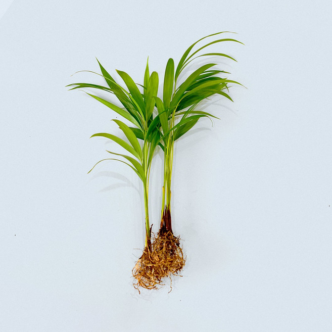 마이플랜트 아레카야자 세척 모종 소형 수경재배식물, 3개