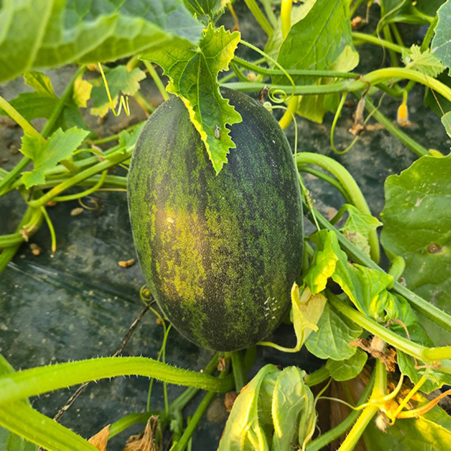 산지픽업24 고령 파파야 메론 고당도 멜론, 1박스, 5kg