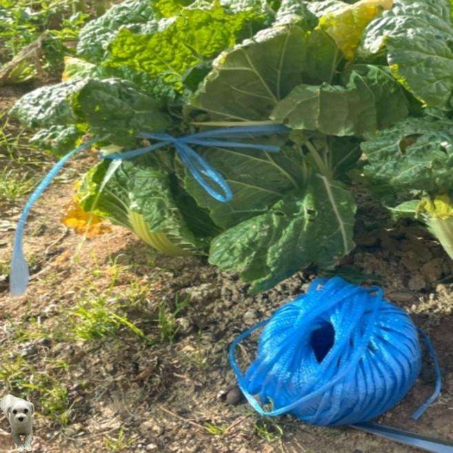 꿀이맘투 다용도 비닐끈 파랑 고추끈