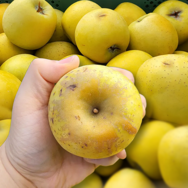 [초특가할인] 시나노골드 사과 골드사과 황금사과 노란사과 쥬스용, 1박스, 10kg 랜덤과