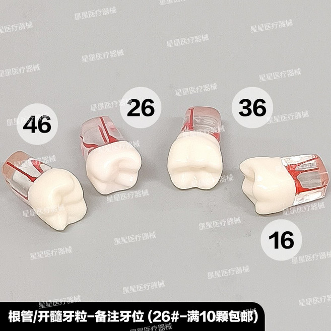 치과재료 가짜이빨 임시치아 28개 치과용 고정 치아 연습용 의치 나사 탈착식 개별 나사형 레진 타이포돈 모델, 근관/개수연습치립26, 1개