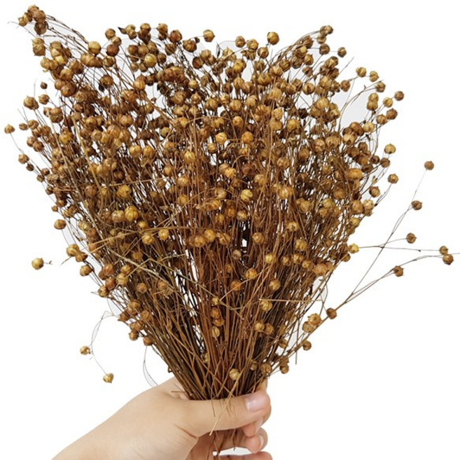 햄스터 간식 먹이 아마씨줄기 중(150알이상), 중(150알 이상), 1개, 18g