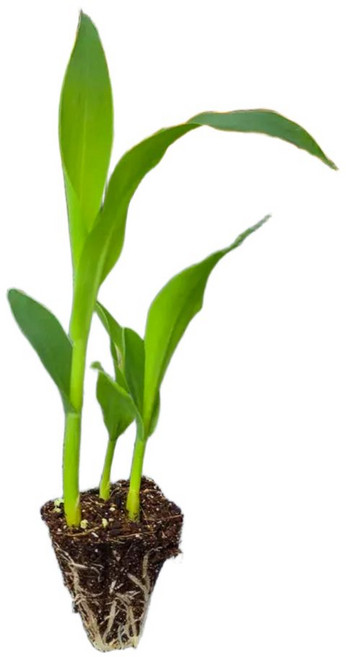 [오감] 얼룩이옥수수 모종 가을 옥수수 묘종 미흑찰, 14개