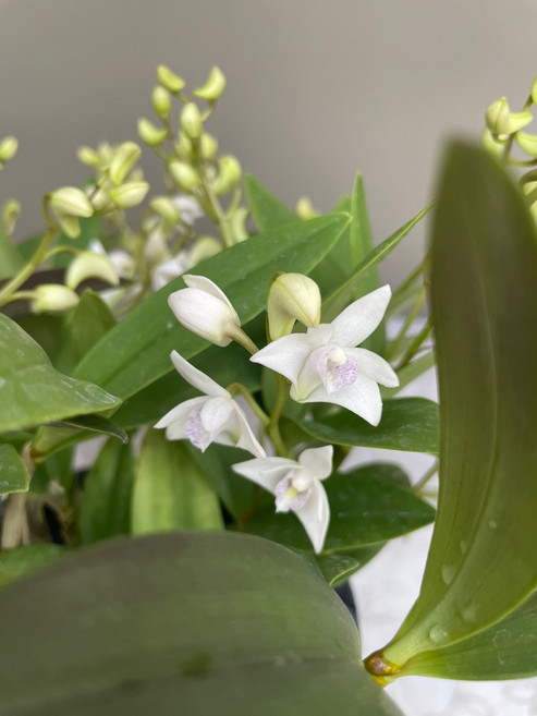 꽃 지는중 1+1!!! 긴기아넘 화이트 긴기아난 하루유키 + 긴기아난 핑크 큰 꽃