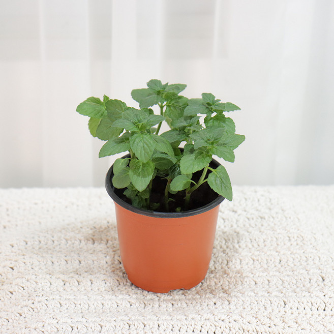 갑조네 페퍼민트 허브 식물 키우기 실내 공기정화식물, 1개