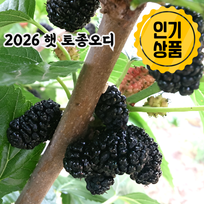 국내산 청일 토종 햇 오디 급냉 뽕나무 열매 고당도 최상품 특품 산지직송, 1개, 2kg (특품)