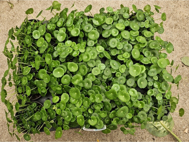 워터코인 수생식물 수경재배 1+1 공기정화식물 반려식물, 1개, 기본