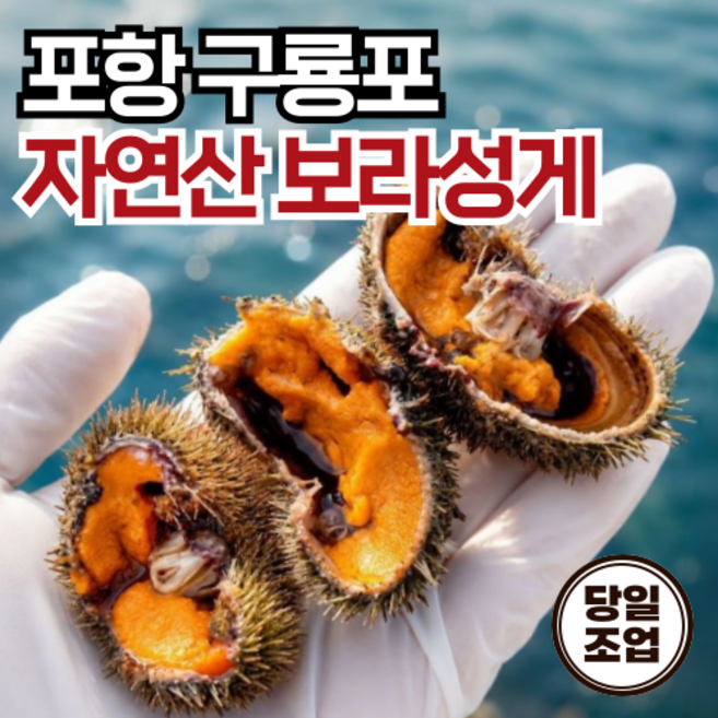 [당일조업] 국산 포항 구룡포 자연산 우니 보라 성게알, 1개, 60g