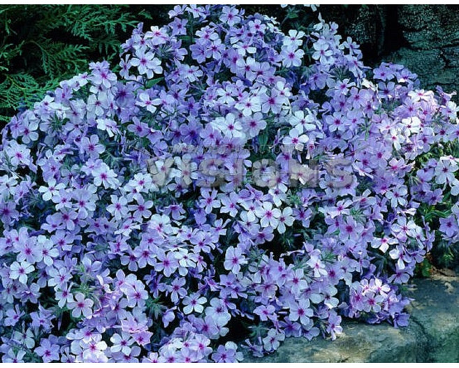 꽃심야생화 차가플록스-향기플록스 소품 세개 노지월동다년초 꽃심야생화