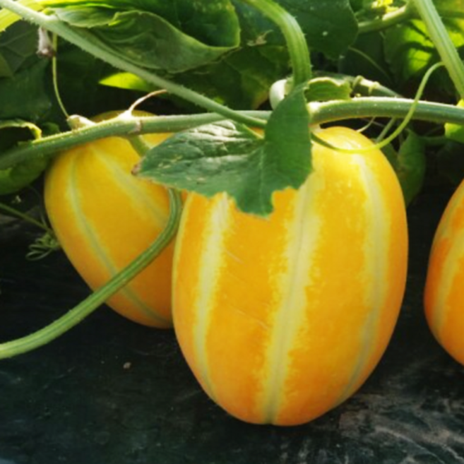 산지의 싱싱함을 그대로~ 성주 꿀 참외 산지직송, 01.참외 2kg 가정용 랜덤or혼합(박스포함), 1개