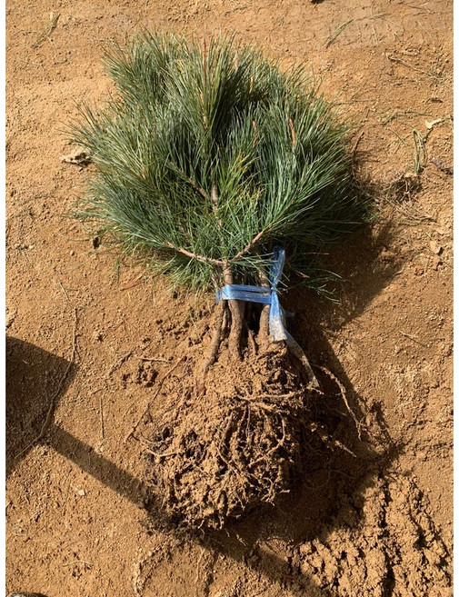 광일농원 반송 접목묘 5개, 반송나무