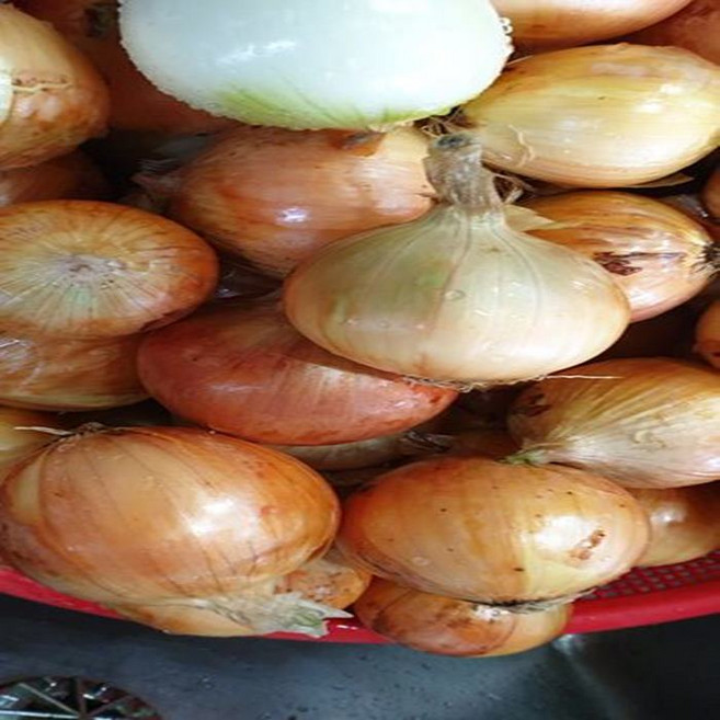 (즙오빠)고지혈증영양제 양파즙100포 110mg 국내산100%