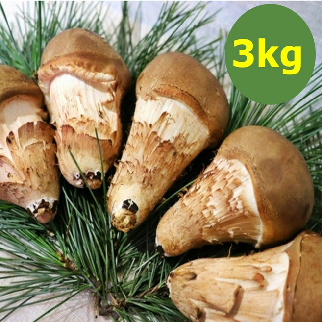 참송이버섯 국산 무농약 가정용, 6개, 500g