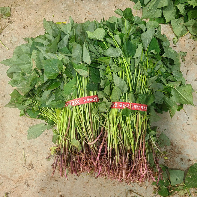 해남 꿀고구마 호박고구마 밤고구마 모종 고구마순, 1박스, 5kg, 꿀고구마 모종