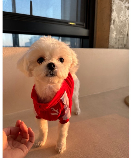 다이개 강아지 포미 트레이닝복 가을 겨울 애견 의류, 레드, 1개