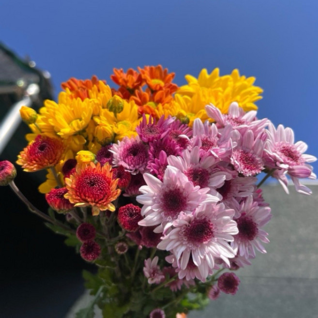 월수금발송 화목토도착색상혼합 색상랜덤 한단 7~8대 색상랜덤 생화택배 인터넷 꽃 김해생화, 소국혼합, 1개