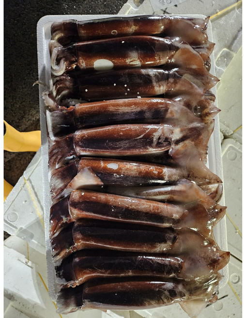 훈씨네 국내산 당일조업 생물 활오징어 초코오징어 1kg, 1개, 1kg x